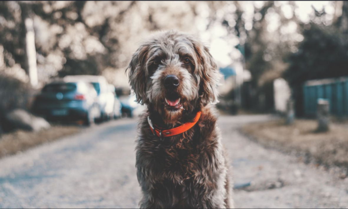 image-20210613181756997